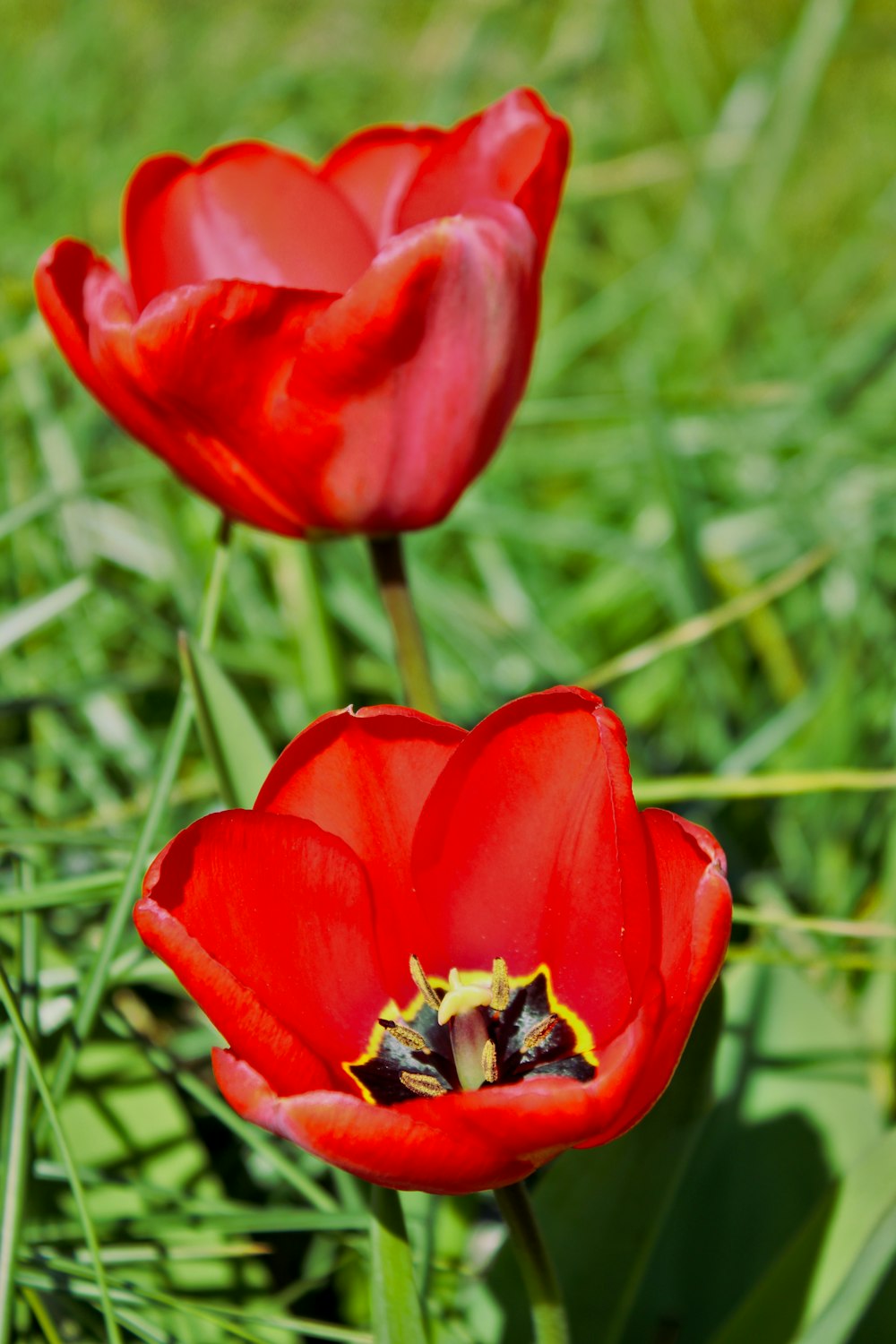 two red tulips in a field of green grass