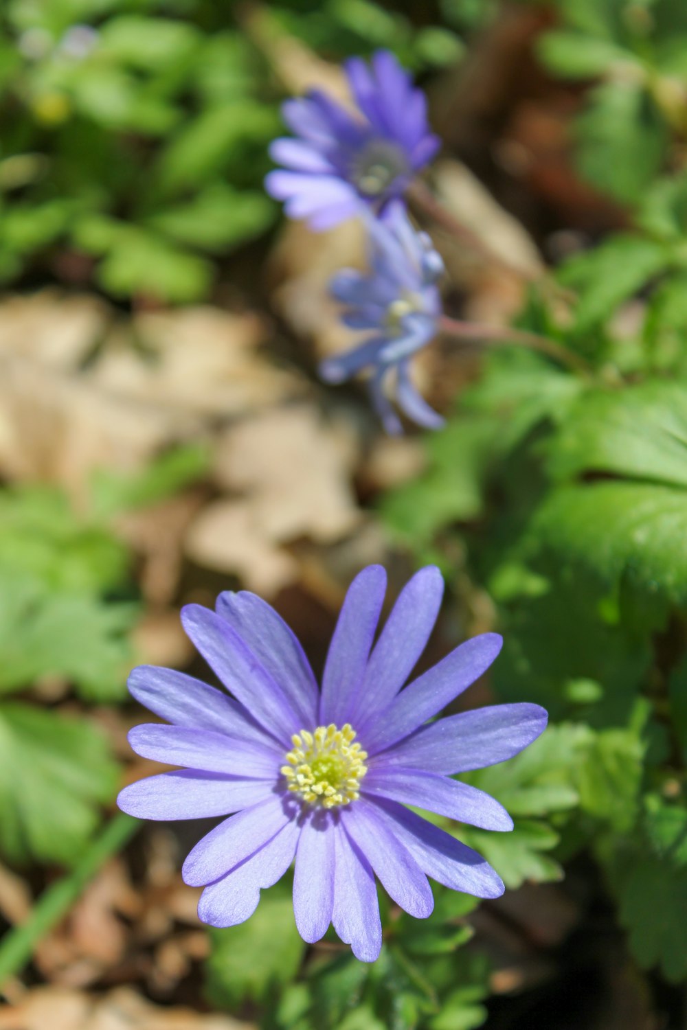 a close up of a purple flower in a field