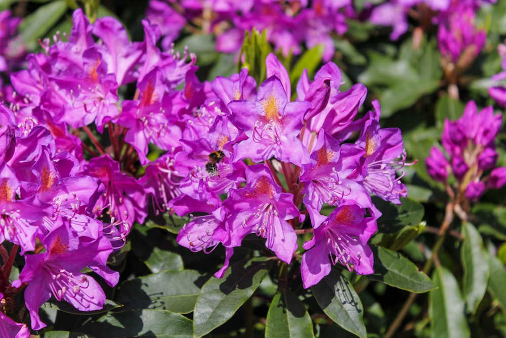 a bunch of purple flowers with green leaves
