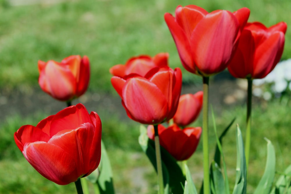 a group of red tulips in a field