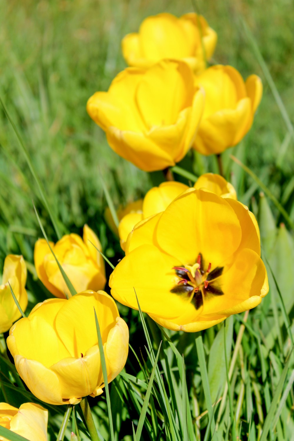 a bunch of yellow flowers that are in the grass