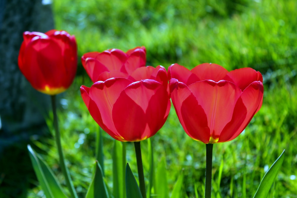 three red tulips in a field of green grass