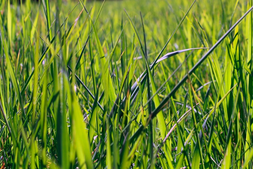 a close up of a green grass field