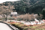 A scenic view of a local park after a tree planting event.