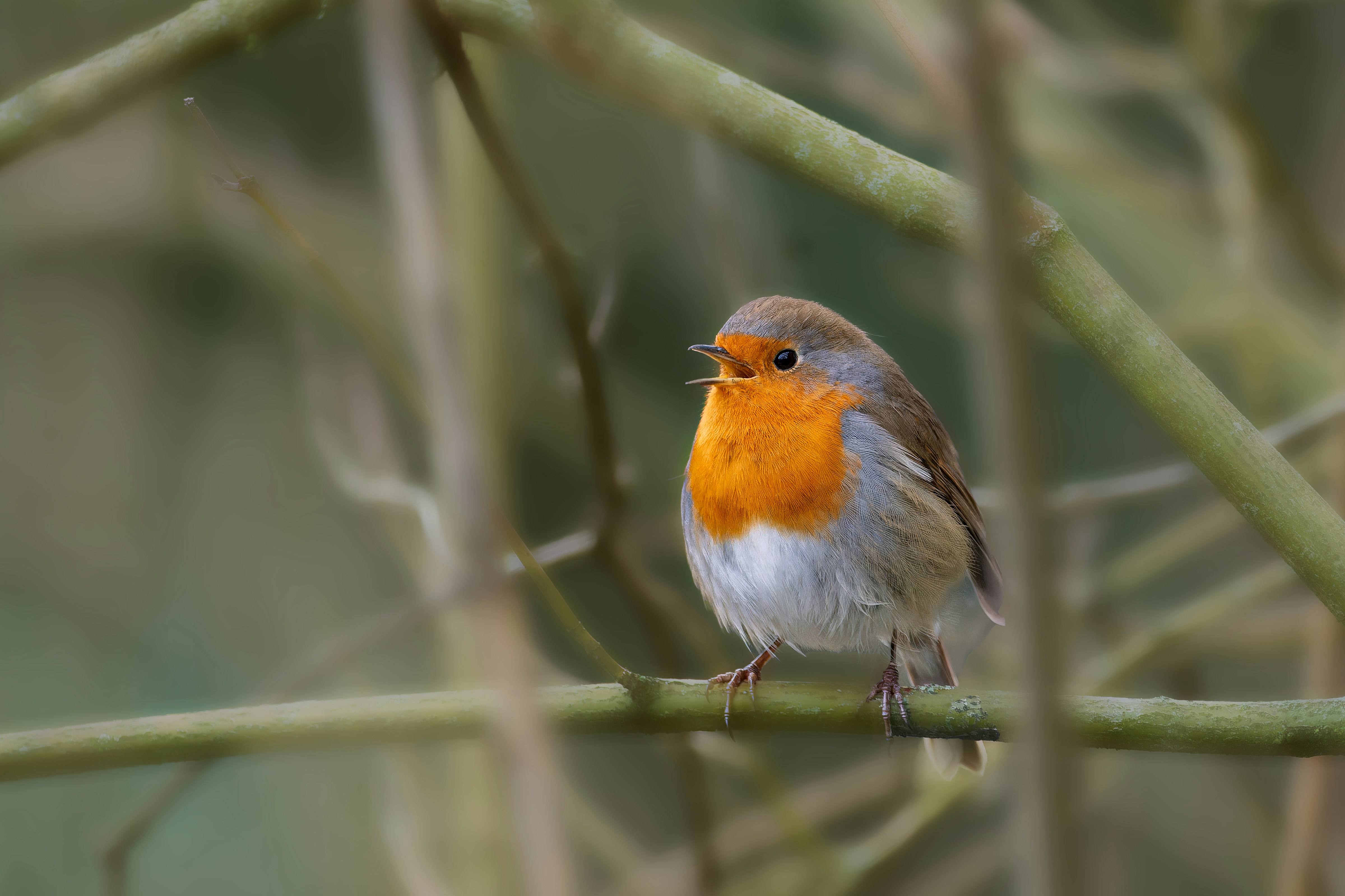 Photo by siegfriedpoepperl