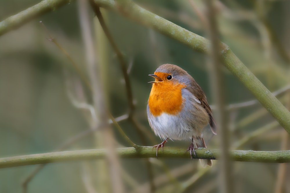 a small bird perched on a tree branch