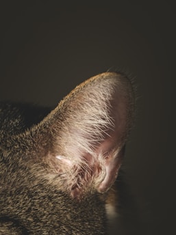 A close-up of a cat's ear with detailed focus on the fur and skin texture. The ear is illuminated against a dark background, highlighting the fine hairs and intricate details.