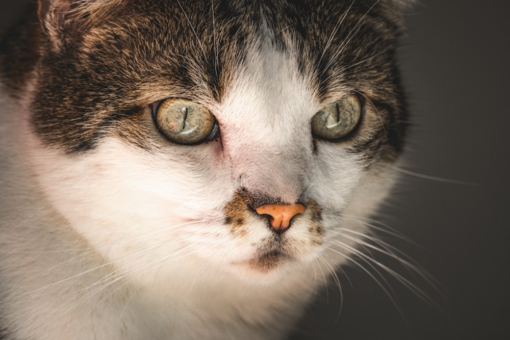 a close up of a cat with green eyes