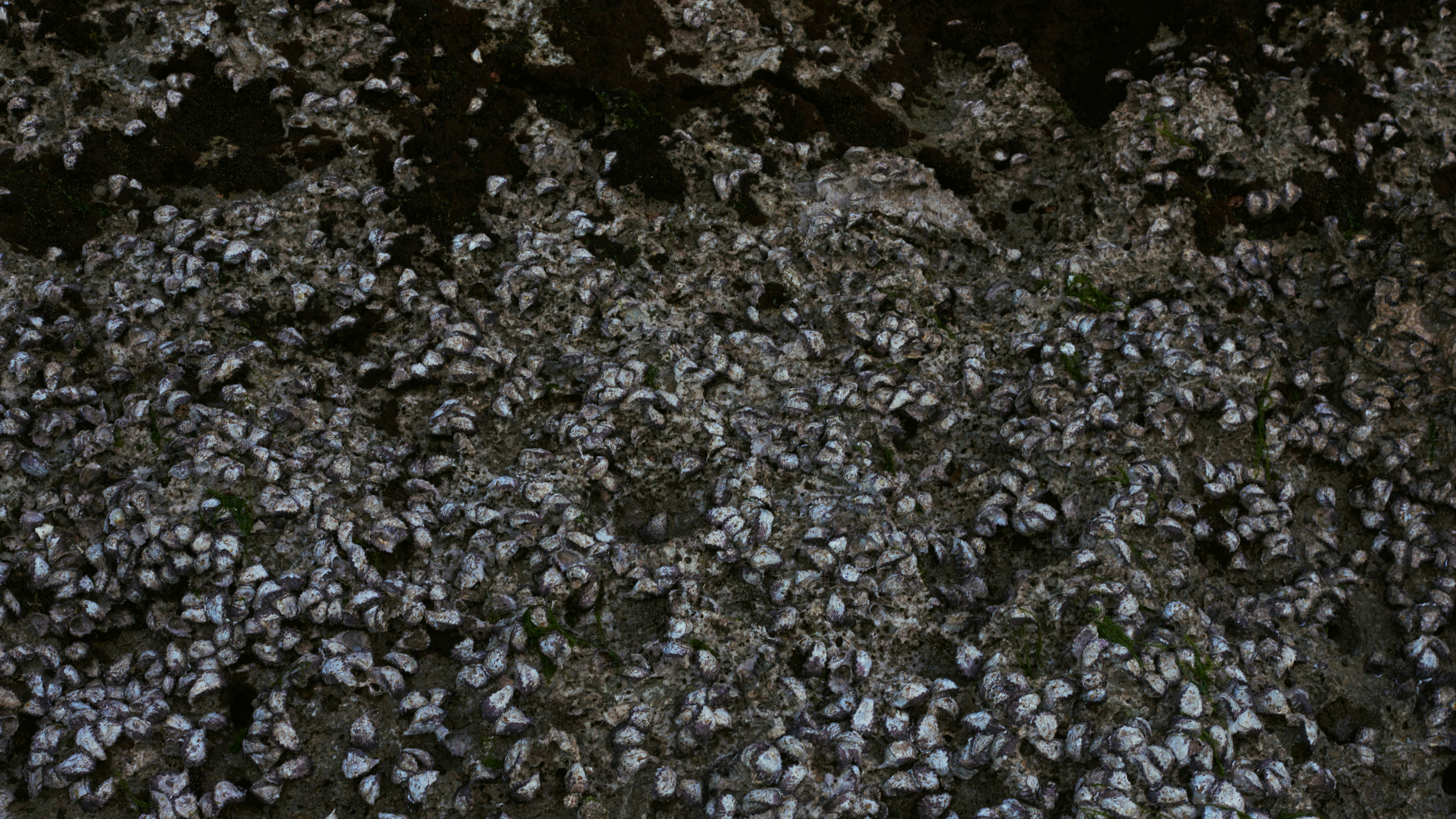 a bunch of small shells on the ground