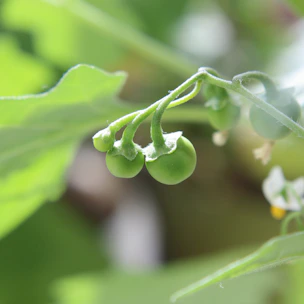 Elegant close-up of bergamot fruits and leaves with golden light highlighting their freshness.
