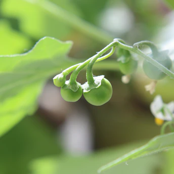 Close-up of ripe berries glowing softly under natural sunlight in a lush field.