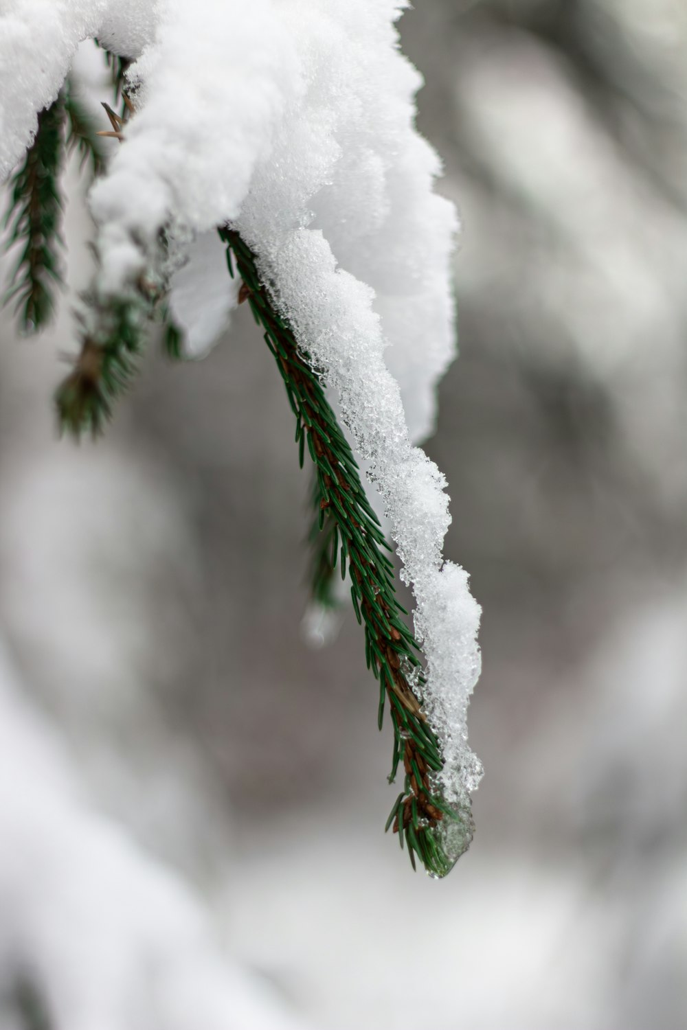 a branch of a tree covered in snow