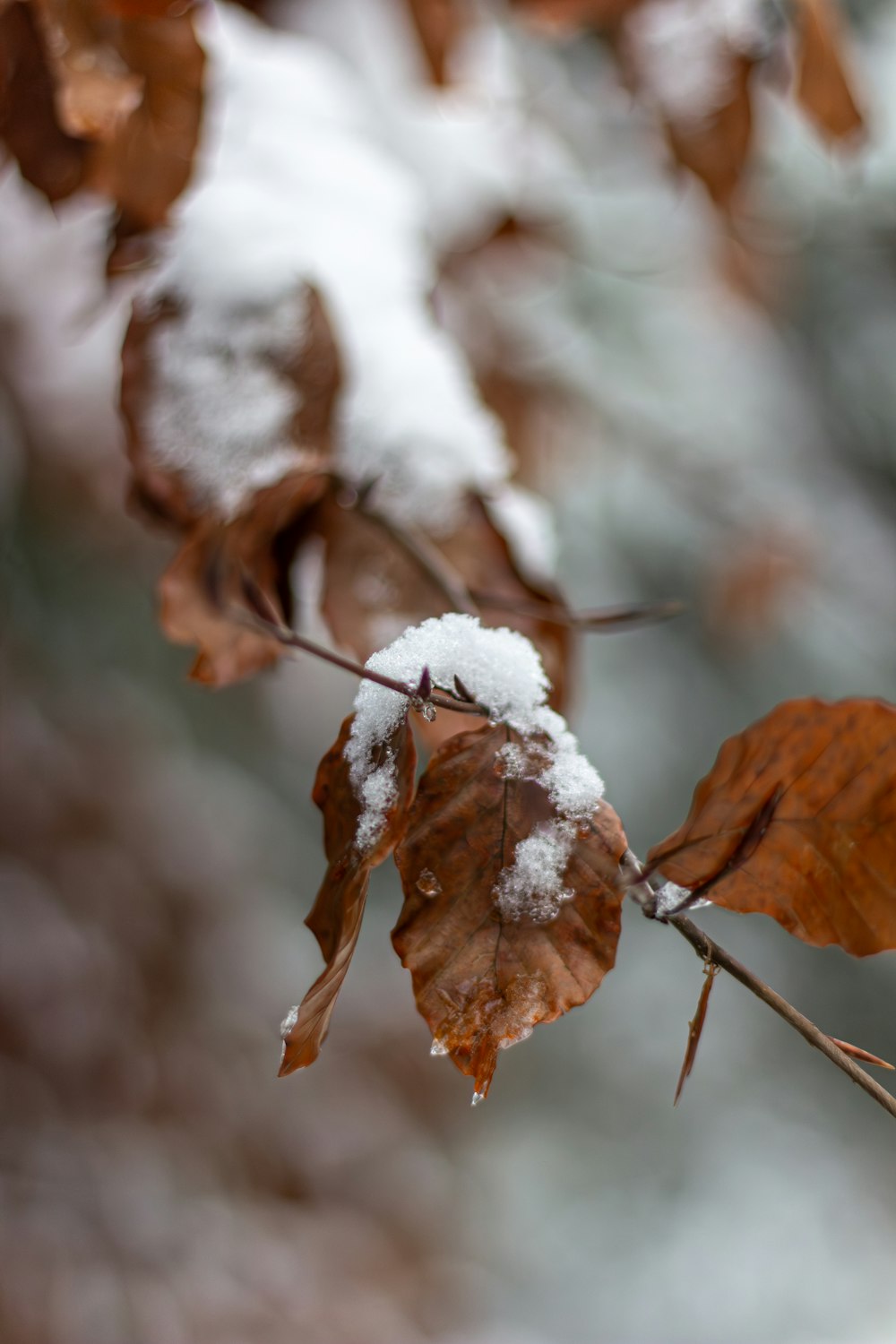 a branch with snow on it and some leaves