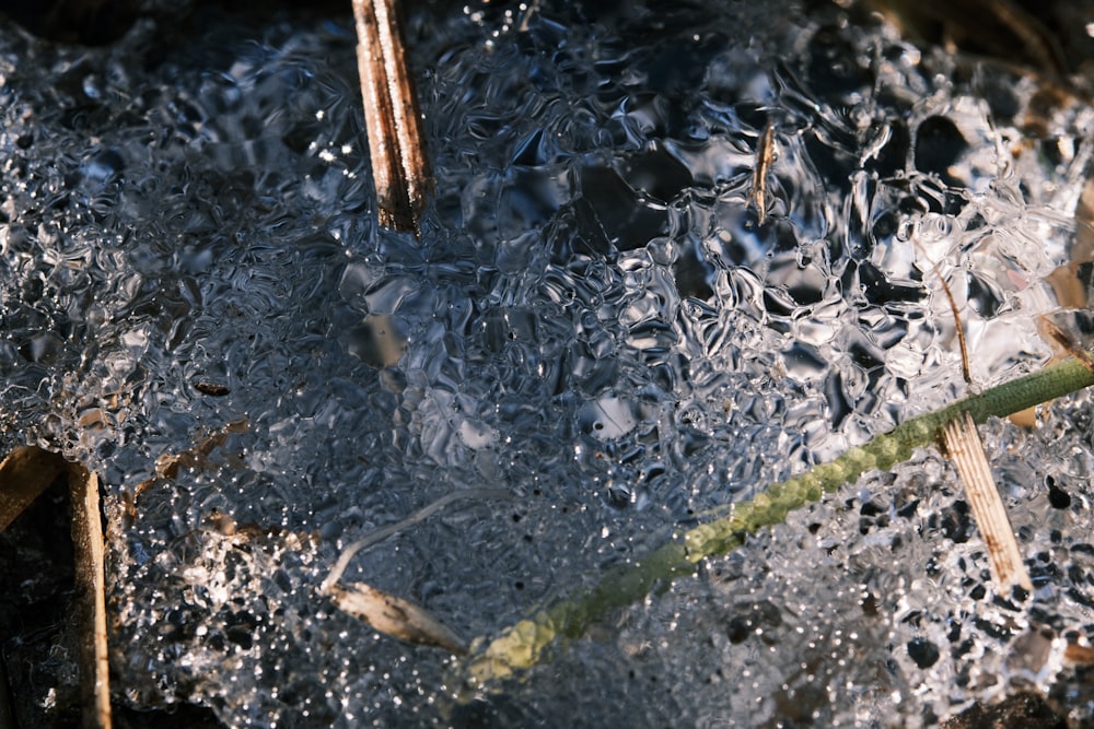 Una planta brota a través del hielo en el suelo