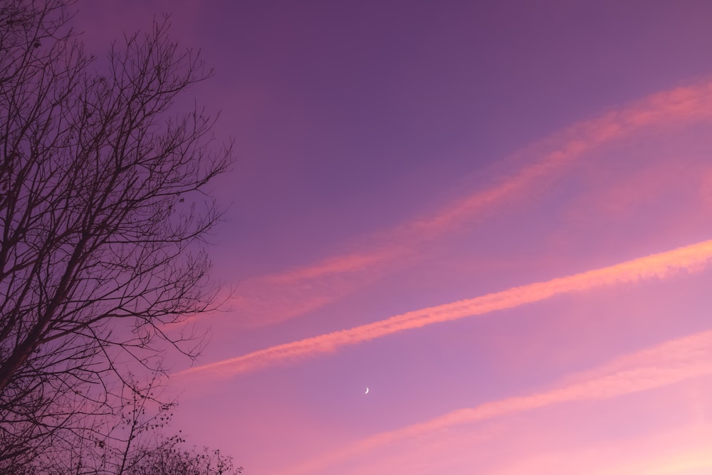 a tree with no leaves in front of a purple sky