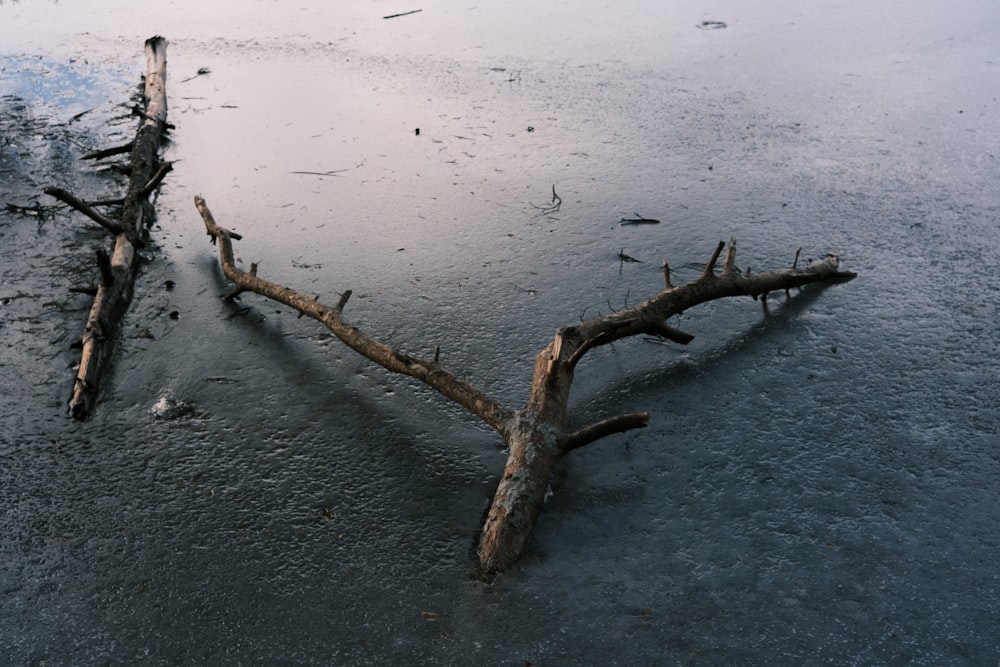a broken tree branch laying on a frozen lake