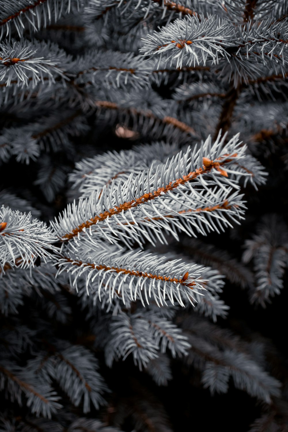 a close up of a pine tree branch