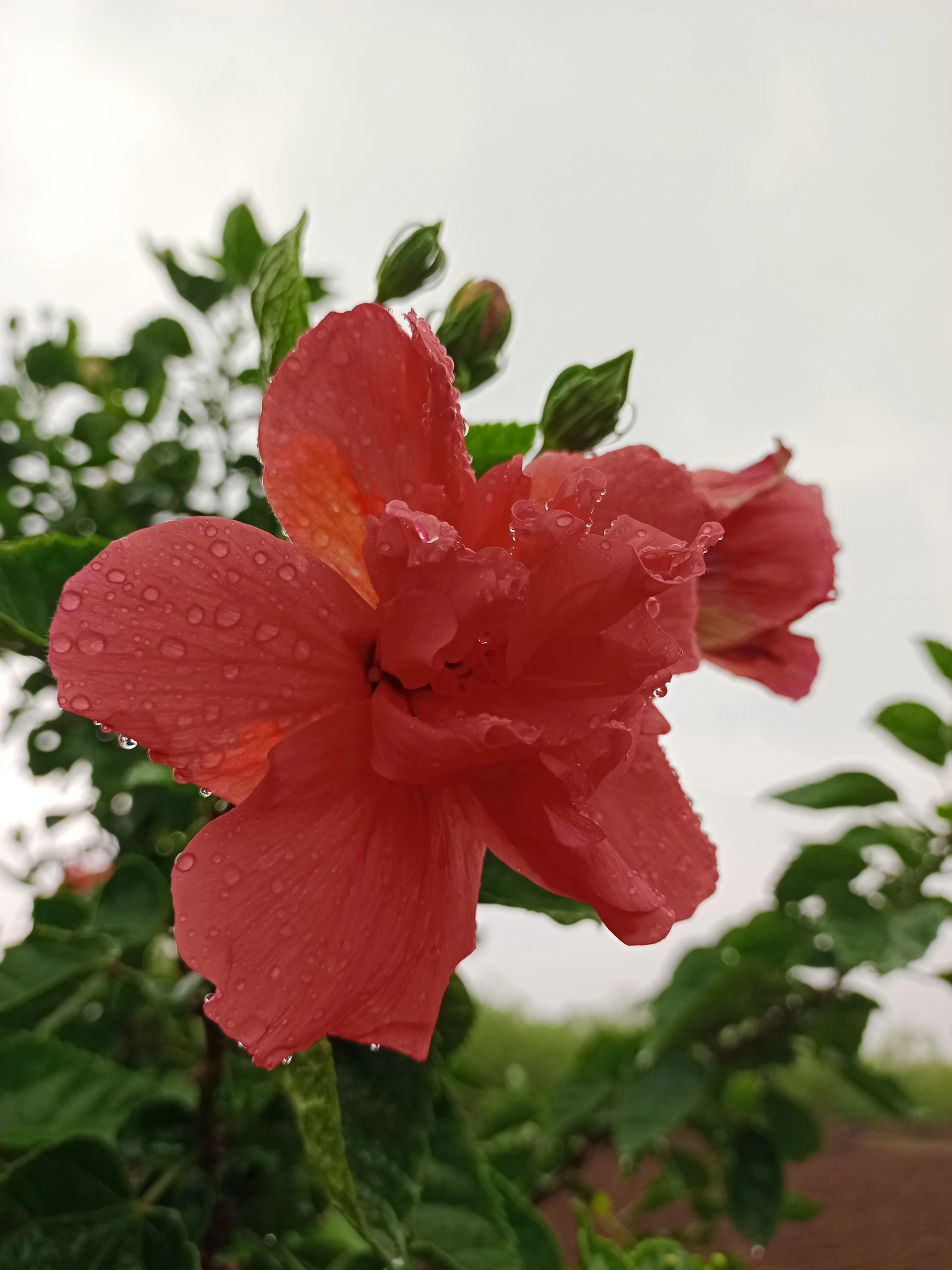 A close-up of a vibrant red hibiscus flower with delicate dew drops on its petals.