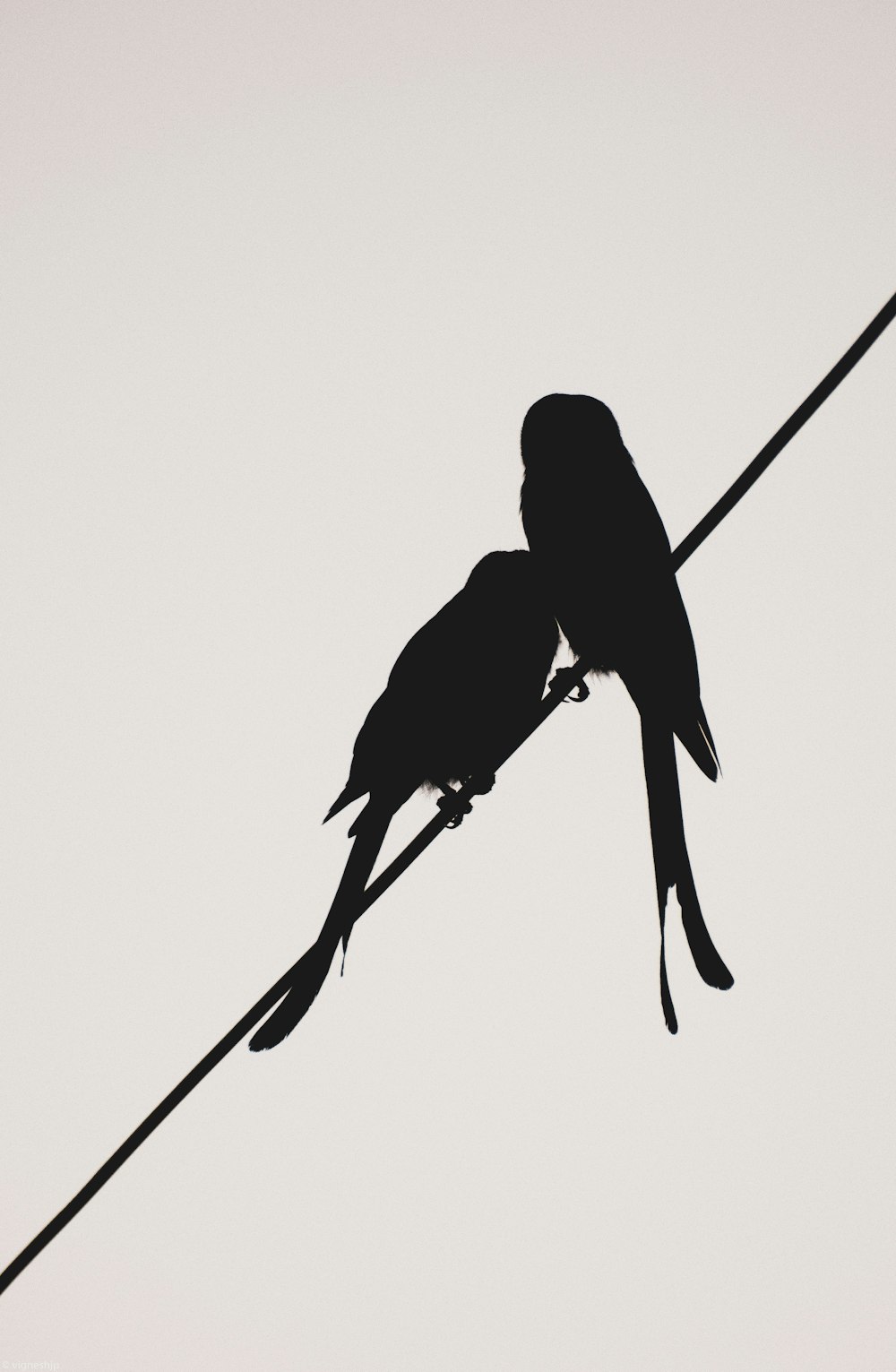 um casal de pássaros sentados em cima de uma linha de energia