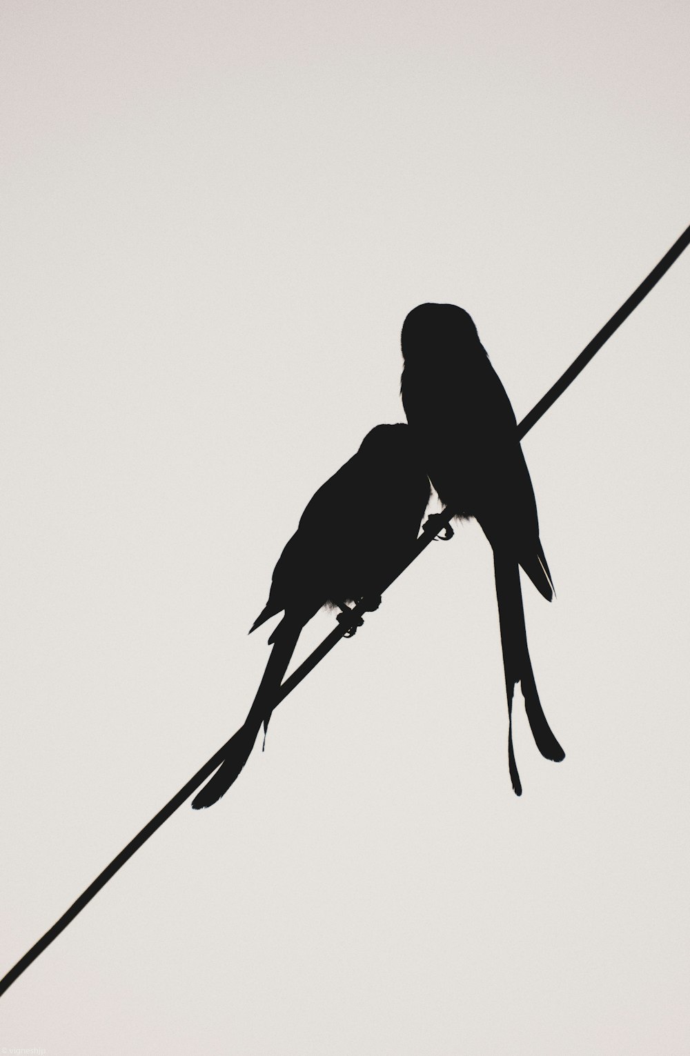 a couple of birds sitting on top of a power line