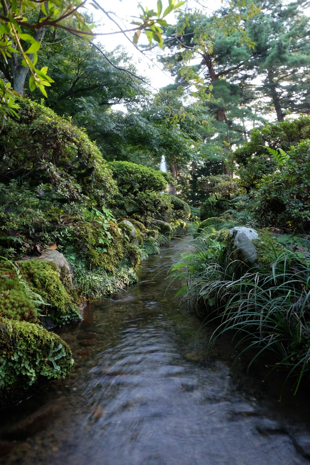 um riacho que atravessa uma exuberante floresta verde