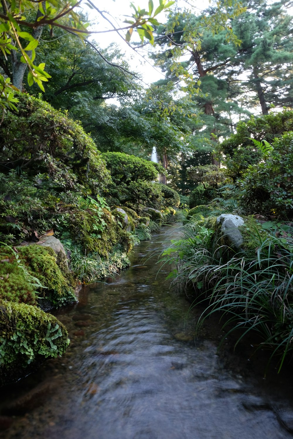 a stream running through a lush green forest