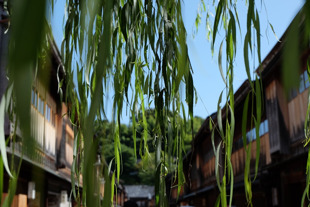 a bamboo tree in front of a row of buildings