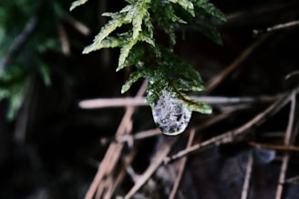 A close-up shot of a dewdrop on a green leaf in a forest.