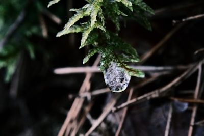 A close-up shot of a dewdrop on a green leaf in a forest.