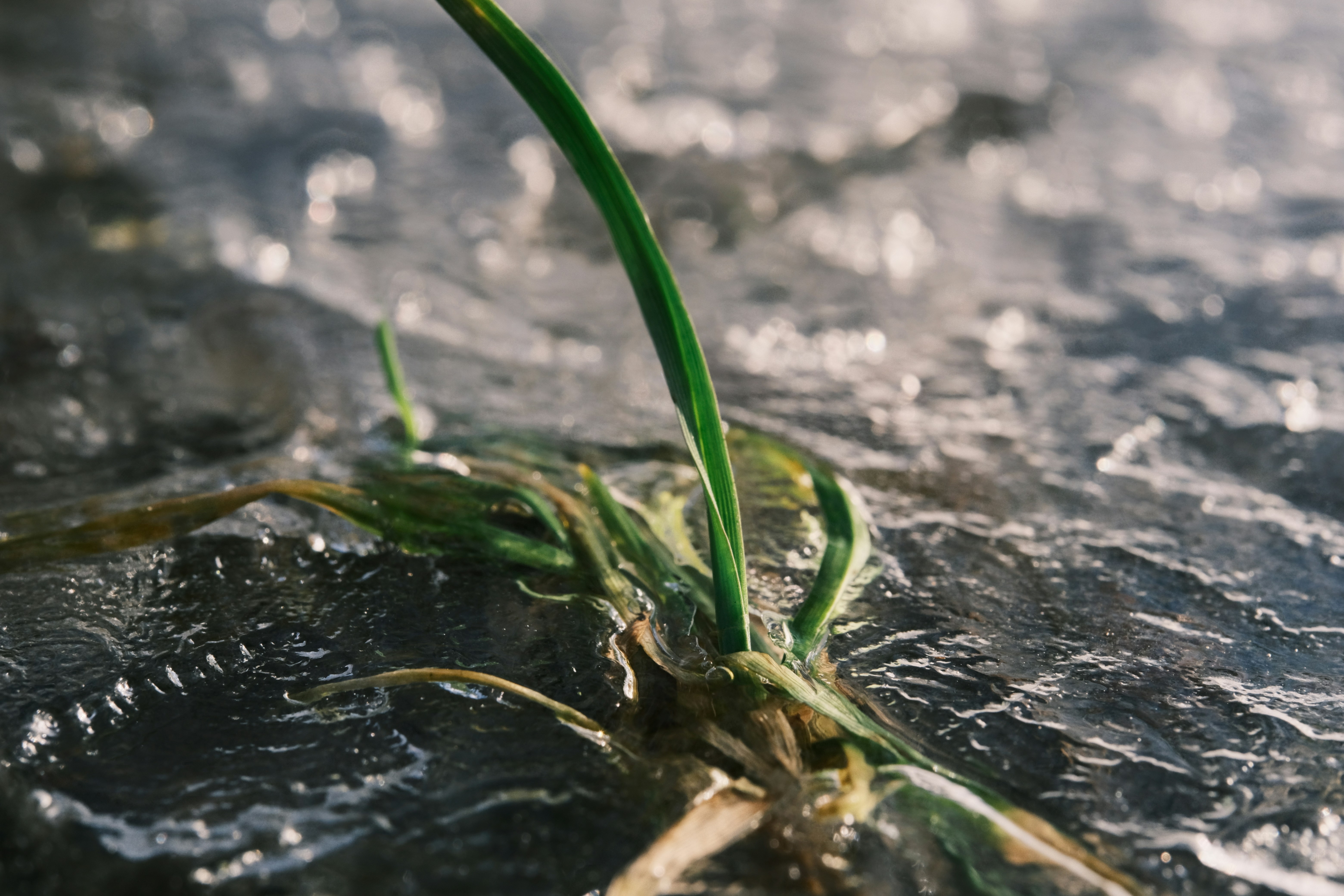 a plant sprouts from the ice on the ground