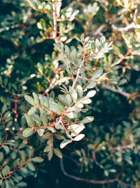 A close-up of green leaves with sunlight filtering through, symbolizing growth and renewal.
