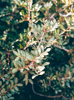 A close-up of fresh green leaves with sunlight filtering through, representing renewal.