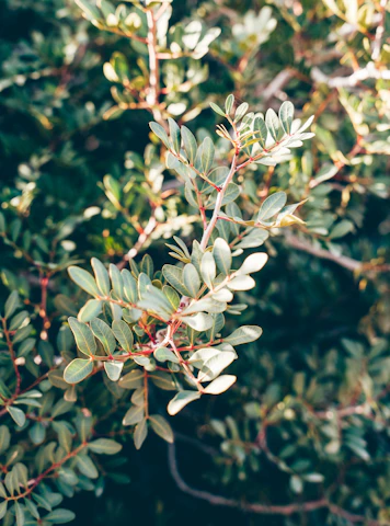 A close-up of green leaves with sunlight filtering through, symbolizing growth and renewal.