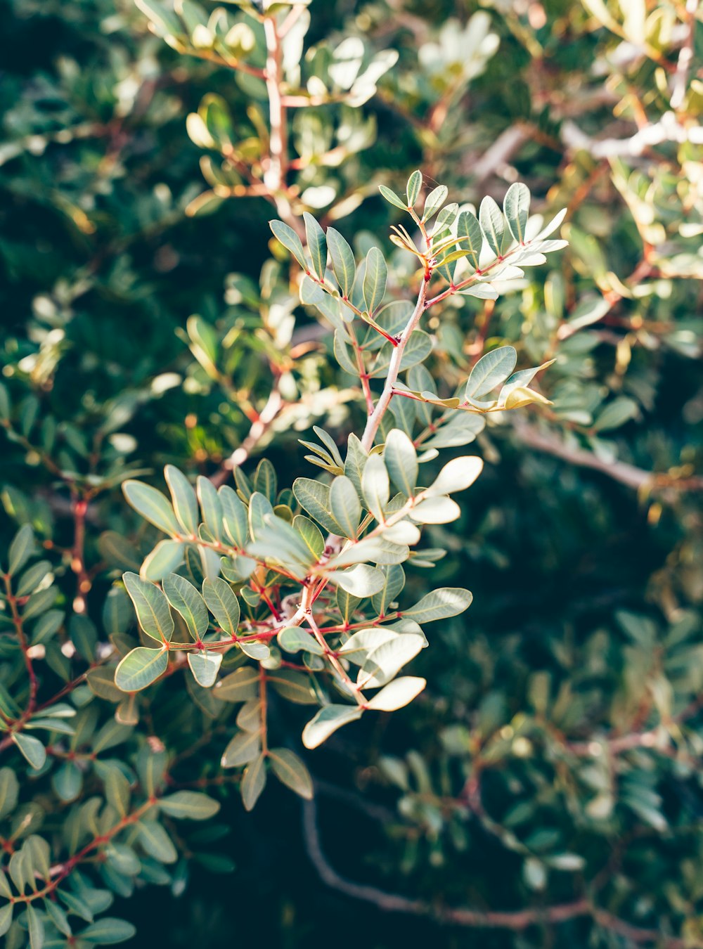 a close up of a tree with green leaves