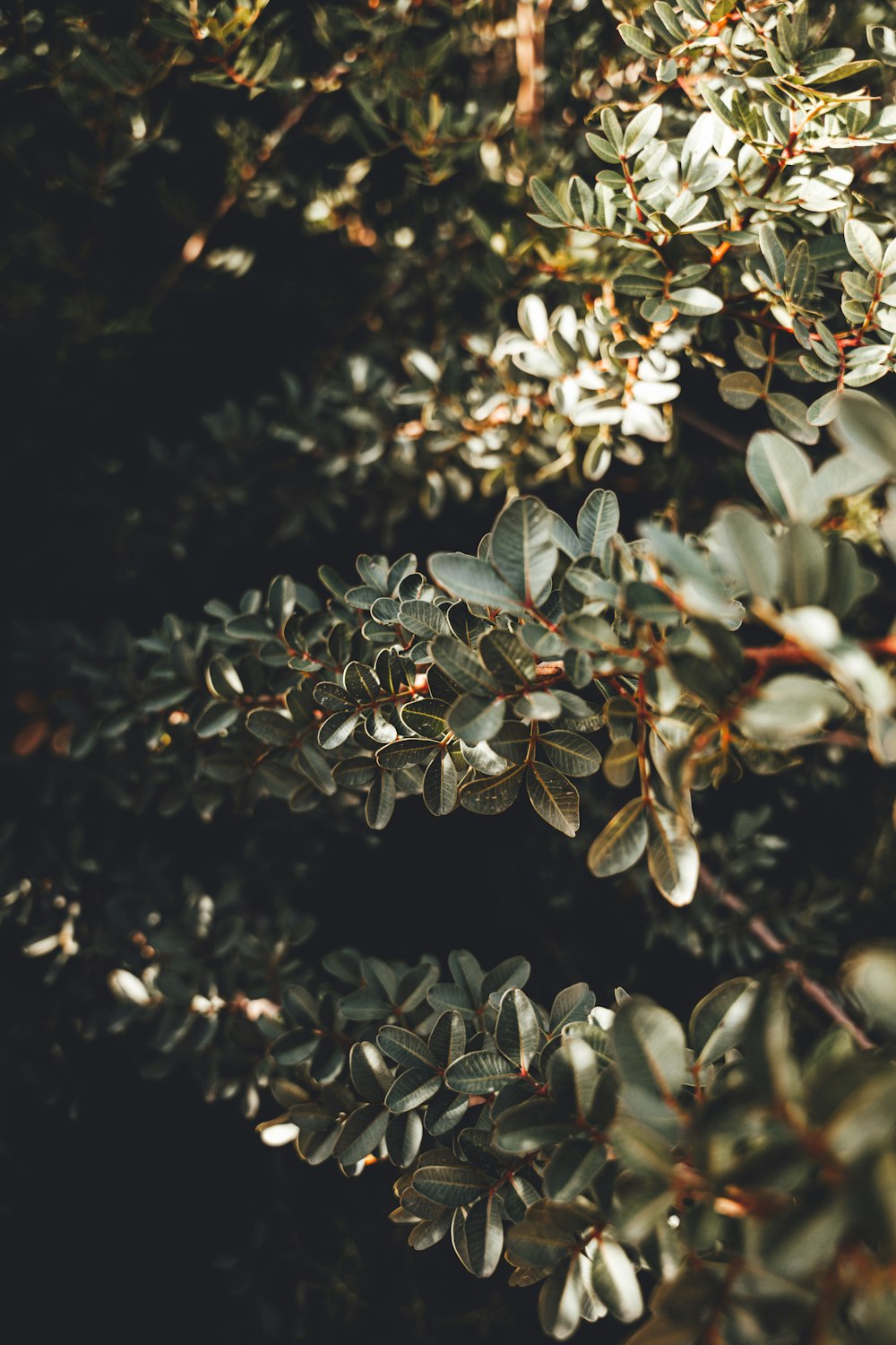 a close up of a bush with lots of leaves