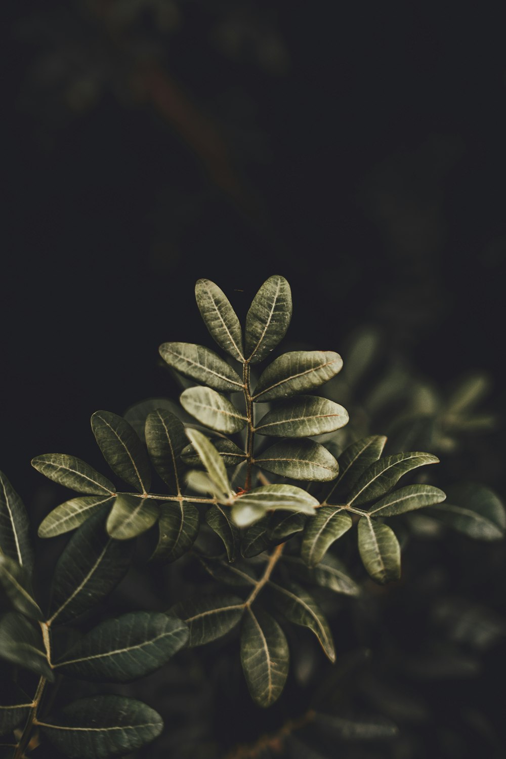 a close up of a plant with leaves