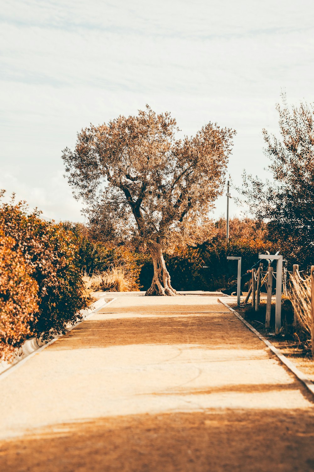 a dirt road surrounded by trees and bushes