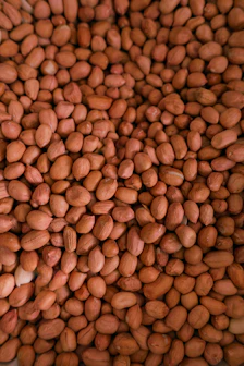 Close-up of hands holding freshly harvested peanuts with dirt still on them.