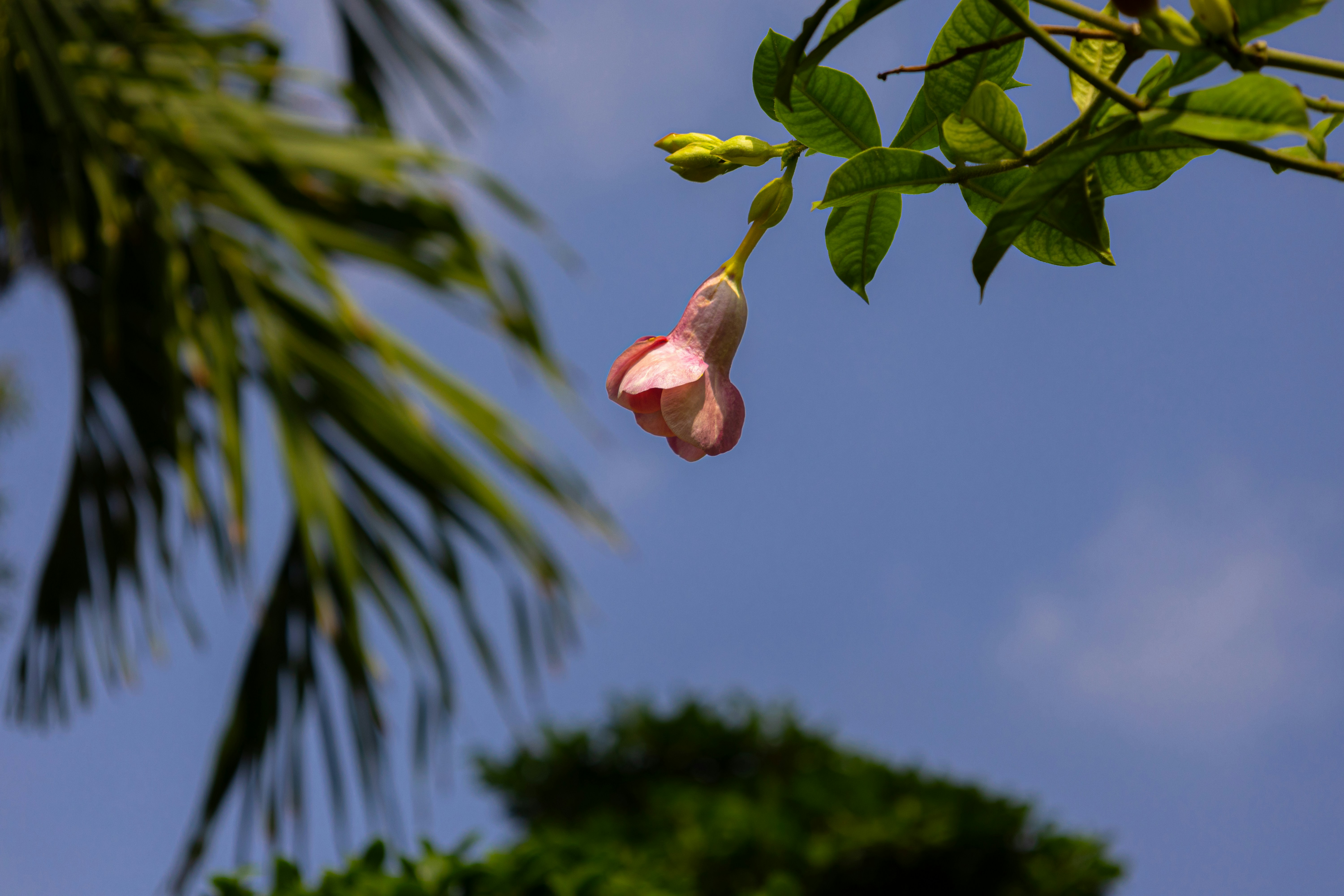 a pink flower hanging from a tree branch, Pink Blossom Against Blue Sky: A Vibrant Floral Display