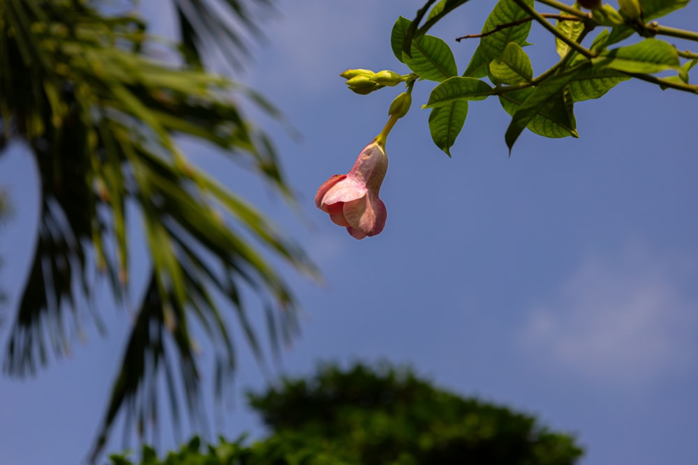 a pink flower hanging from a tree branch