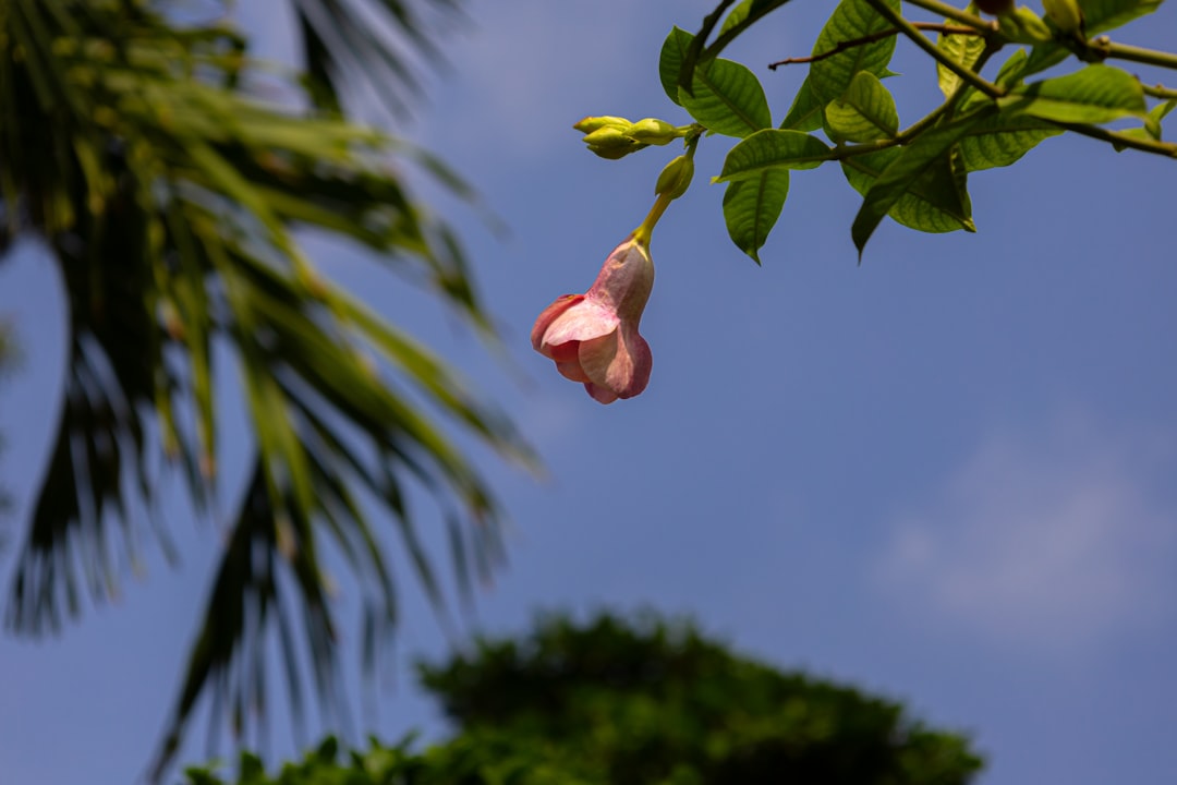 a pink flower hanging from a tree branch, Pink Blossom Against Blue Sky: A Vibrant Floral Display