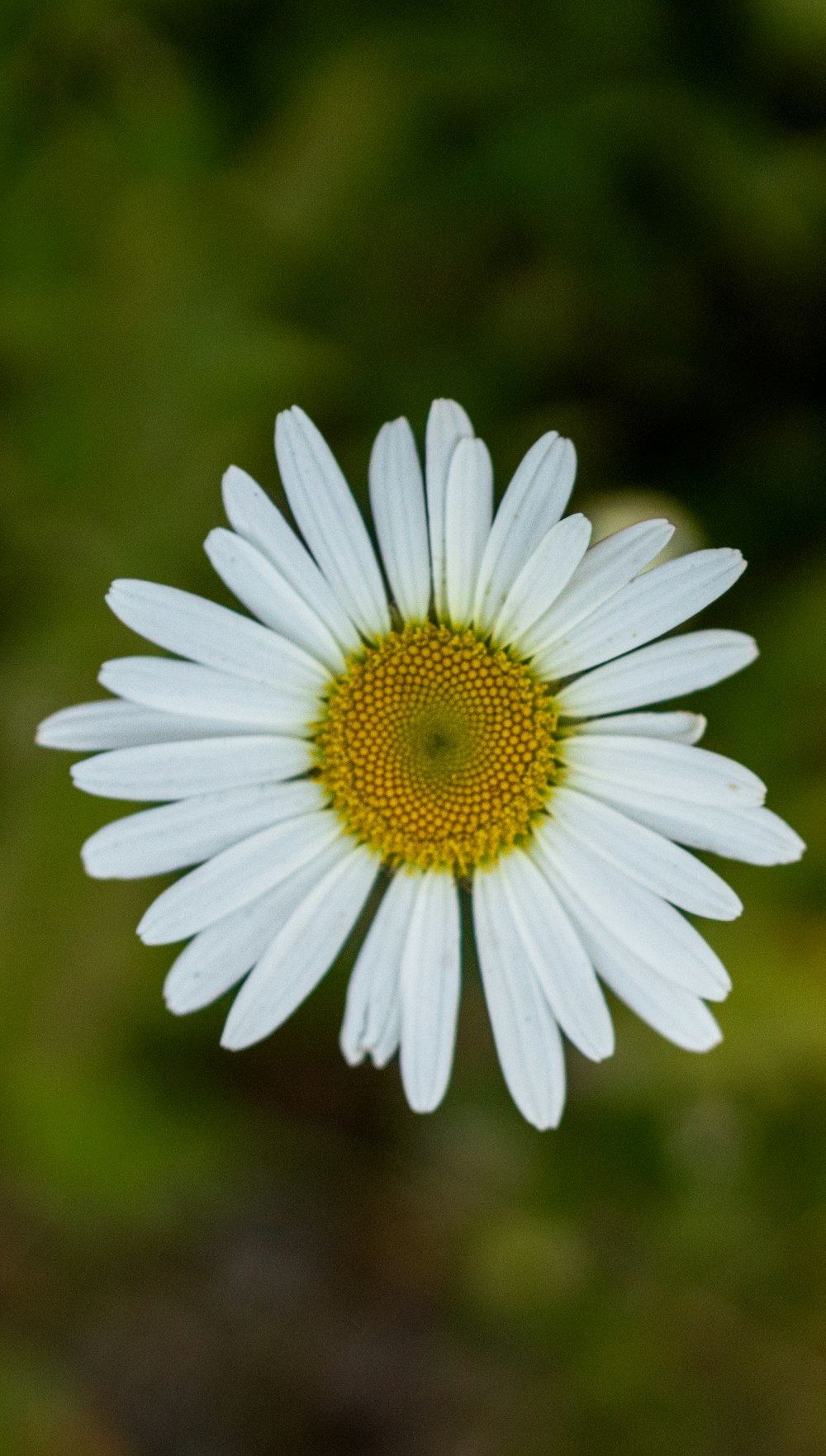 um close up de uma flor branca com um centro amarelo