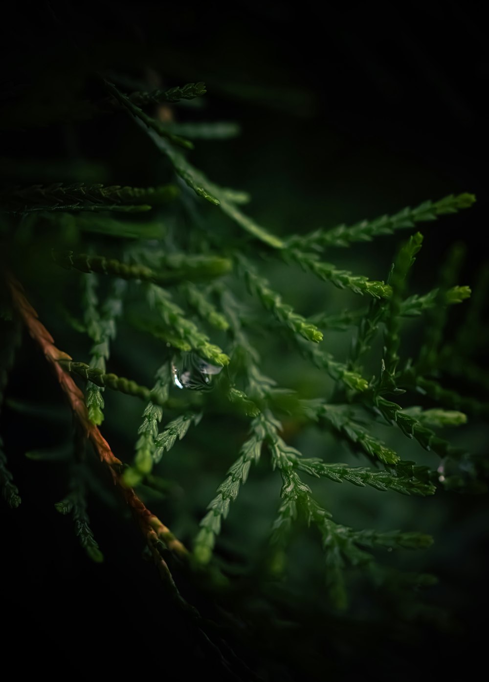 a close up of a tree branch with drops of water on it