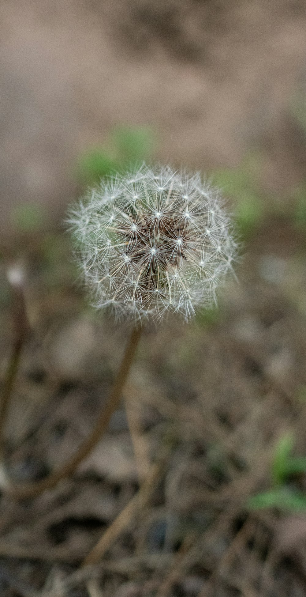 a close up of a dandelion on the ground