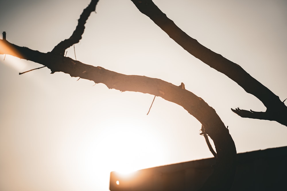 the sun is shining through the branches of a tree