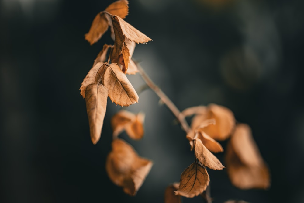 a close up of a branch with leaves