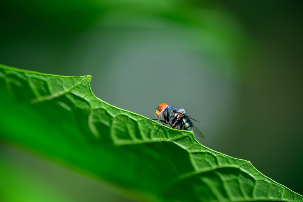 a fly sitting on top of a green leaf