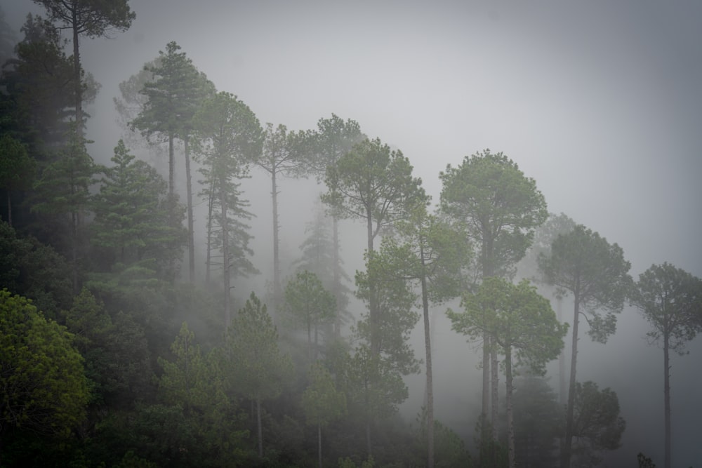 a foggy forest filled with lots of trees