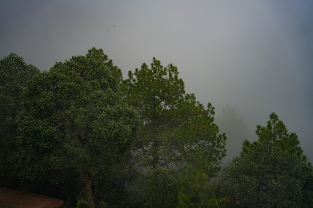 a group of trees in the middle of a foggy forest