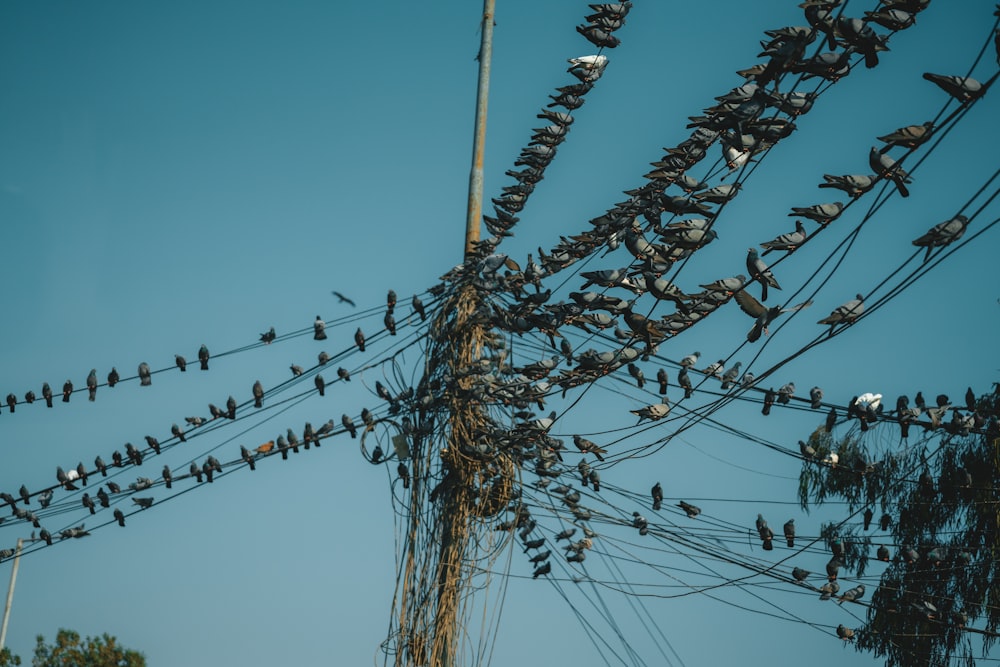 a flock of birds sitting on top of power lines